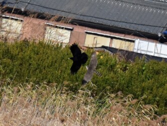 カラスを追いかけるオオタカの幼鳥