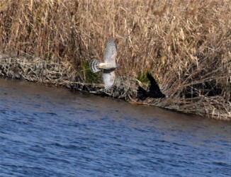 カラスを追いかけるオオタカの幼鳥