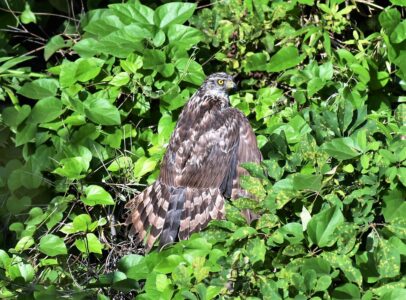 固まってしまったオオタカの幼鳥