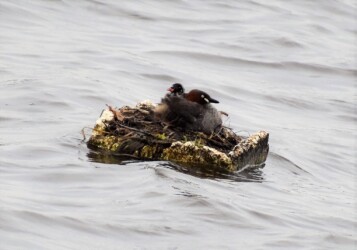 母親が出かける前の巣の様子