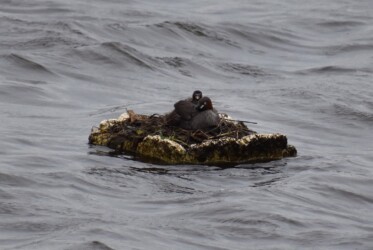 母親が出かける前の巣の様子
