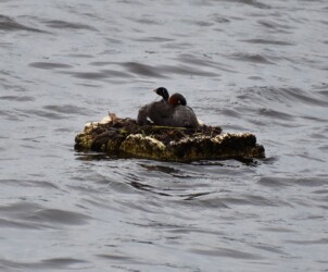 母親が出かける前の巣の様子
