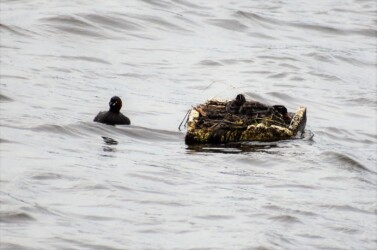 母親が留守中に巣とヒナを見守る父親