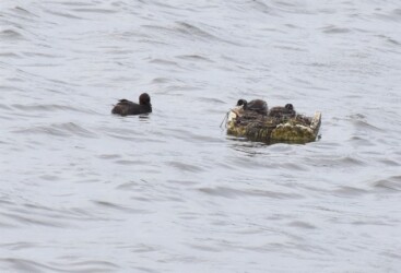 母親が留守中に巣とヒナを見守る父親