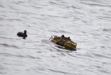 母親が留守中に巣とヒナを見守る父親