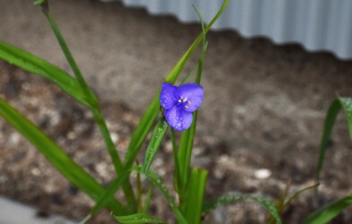 ムラサキツユクサ