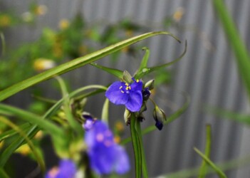 ムラサキツユクサ