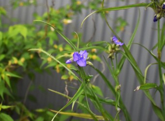 ムラサキツユクサ