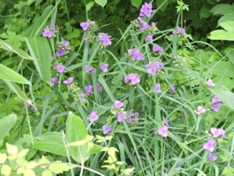 ムラサキツユクサ