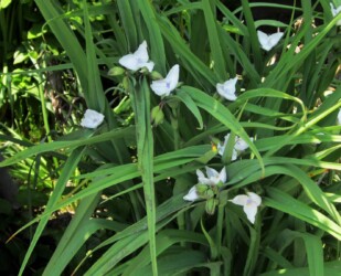 白いムラサキツユクサ