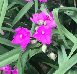 赤紫のムラサキツユクサ