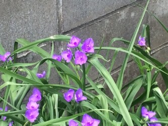 赤っぽいムラサキツユクサ