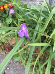 赤っぽいムラサキツユクサ