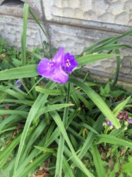 赤っぽいムラサキツユクサ