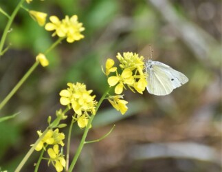 吸蜜中のモンシロチョウ(ナノハナ)