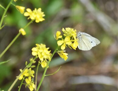 吸蜜中のモンシロチョウ(ナノハナ)