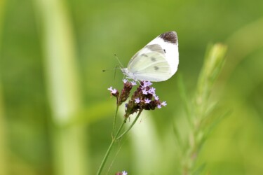 吸蜜中のモンシロチョウ(アレチハナガサ)