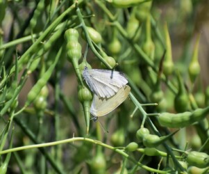 交尾態のモンシロチョウ