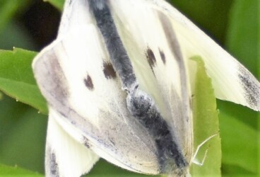 交接している様子