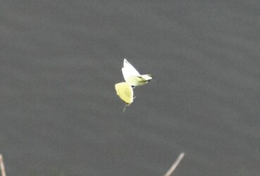 交尾態で飛翔中