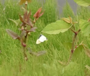 交尾態で飛翔中