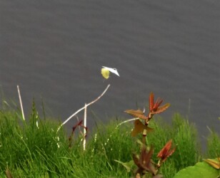 交尾態で飛翔中