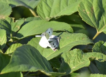 拒否体勢をとるモンシロチョウのメス
