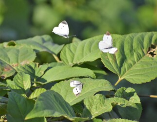 拒否体勢をとるモンシロチョウのメス
