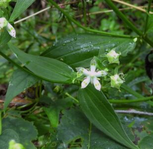 アケボノソウの花