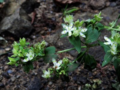 アケボノソウの花
