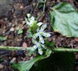 アケボノソウの花
