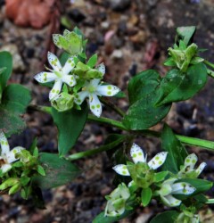 アケボノソウの花