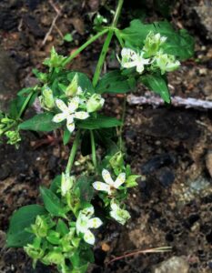 アケボノソウの花