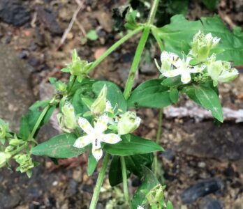 蜜腺溝の蜜を吸いに来たアリ