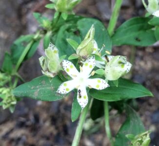 蜜腺溝の蜜を吸いに来たアリ