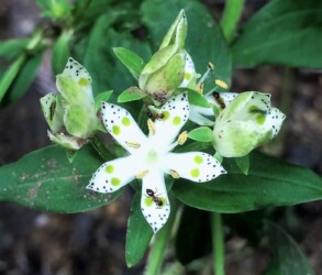 蜜腺溝の蜜を吸いに来たアリ