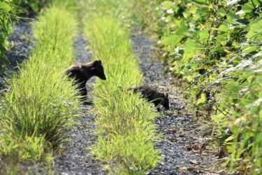 子どもと一緒のタヌキの家族