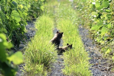 子どもと一緒のタヌキの家族