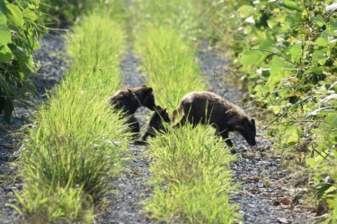 子どもと一緒のタヌキの家族