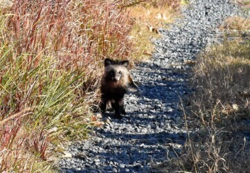 私を見つめるタヌキ