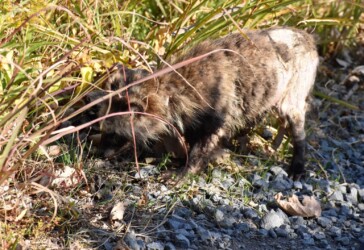 草の根元を鼻で掘る