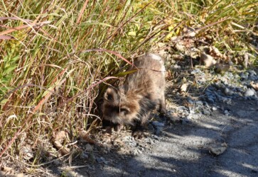 草の根元を鼻で掘る
