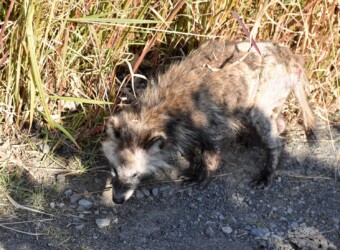 腹の後ろの毛が抜けている
