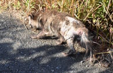 腹の後ろの毛が抜けている