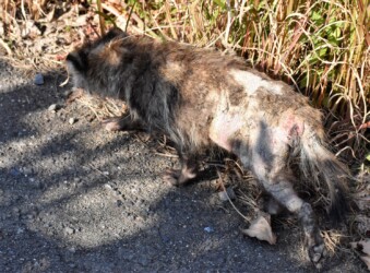 腹の後ろの毛が抜けている