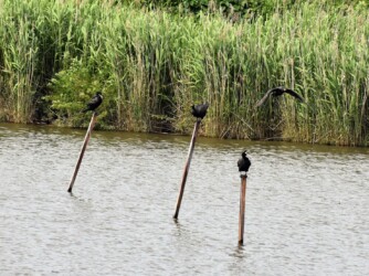 川の中の杭にとまるカワウ