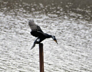 川の中の杭にとまるカワウ