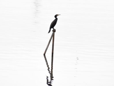 川の中の杭にとまるカワウ
