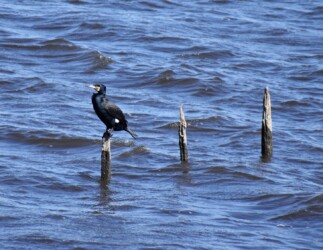 川の中の杭にとまるカワウ