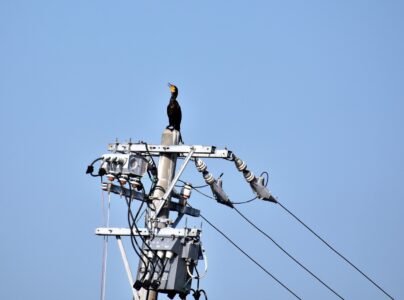 電柱にとまるカワウ